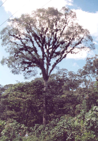 Cedro Rojo